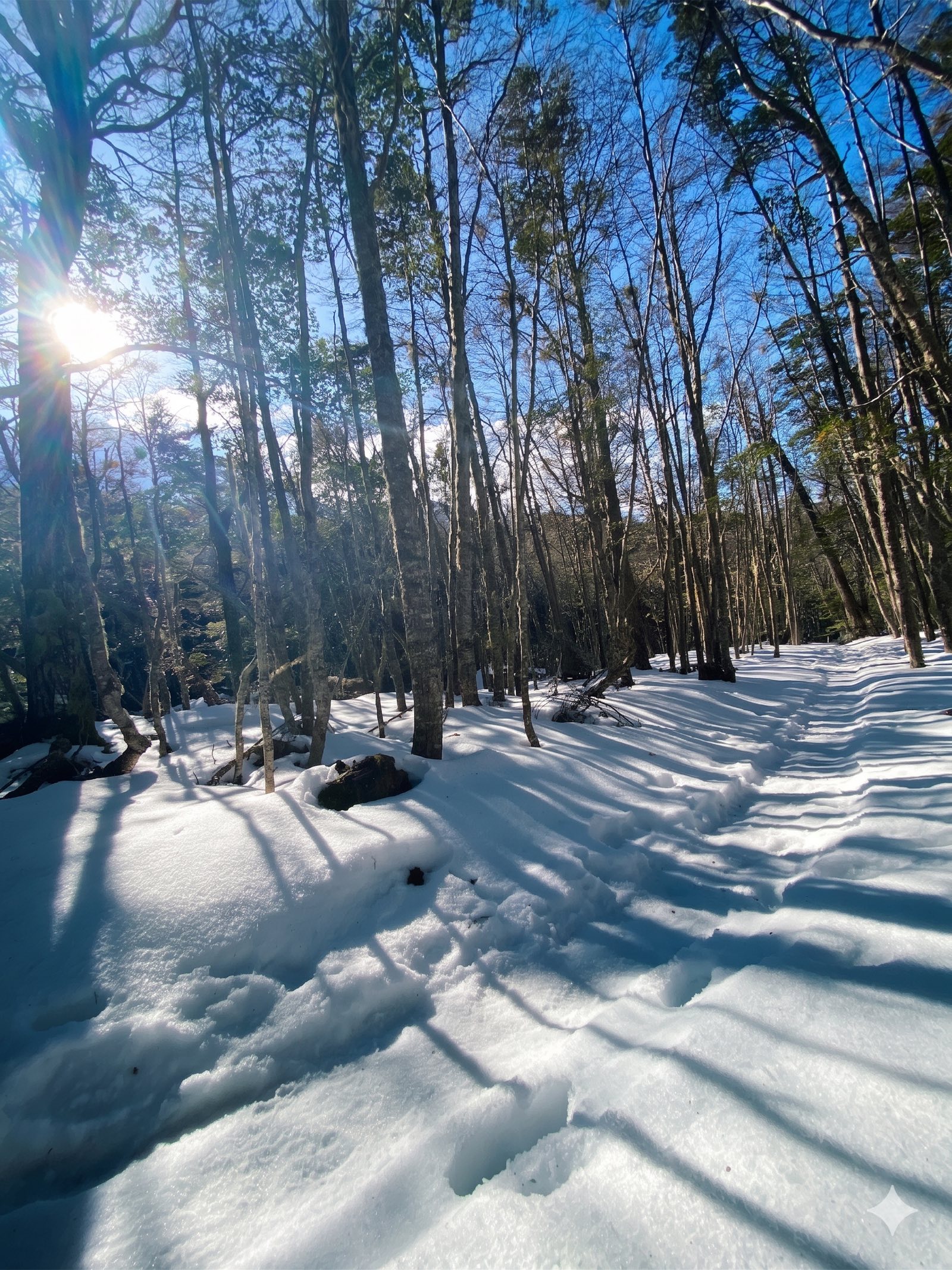 Bosque de lenga en el sendero al Glaciar Martial, Tierra del Fuego